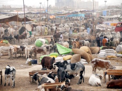 Cattle Market