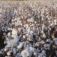 Cotton