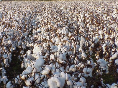 Cotton