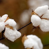 Cotton