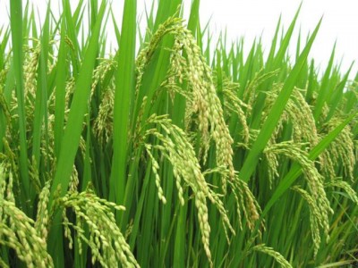 Crop, Rice