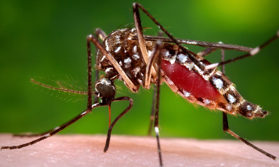 Dengue