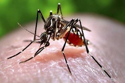 Dengue