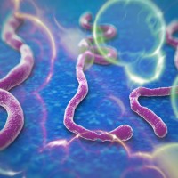 Ebola