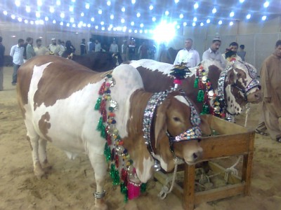 Eid Qurban