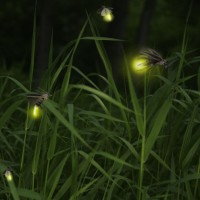 Fireflies