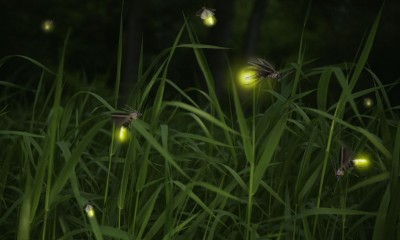 Fireflies