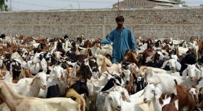 Goat Market