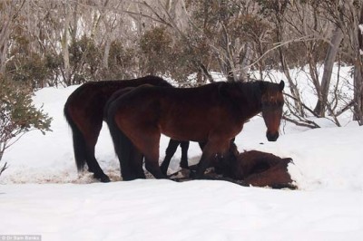 Horses