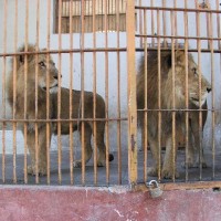 Lahore Zoo