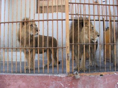 Lahore Zoo