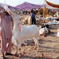 Sacrificial Animal Markets