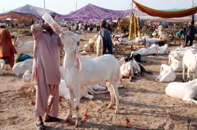 Sacrificial Animal Markets