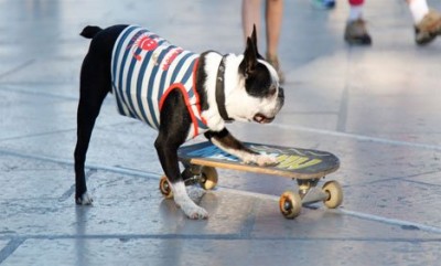 Skate Boarding