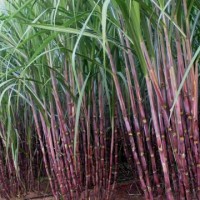 Sugarcane