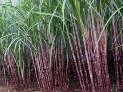 Sugarcane