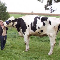 6ft 4in cow - the tallest in the world