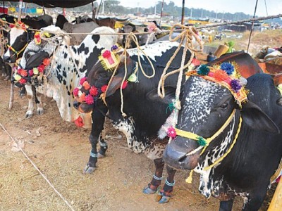 Cattle Market