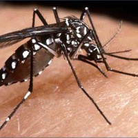 Dengue Mosquito