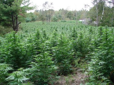 Marijuana Cultivation