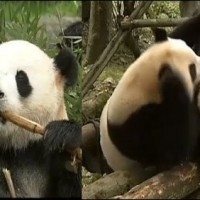 Pandas