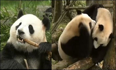 Pandas