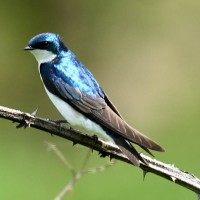 Swallow