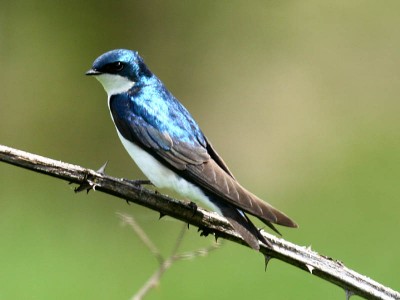 Swallow