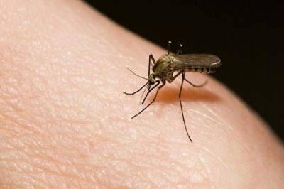 Dengue