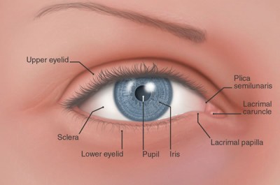 Eye Diseases