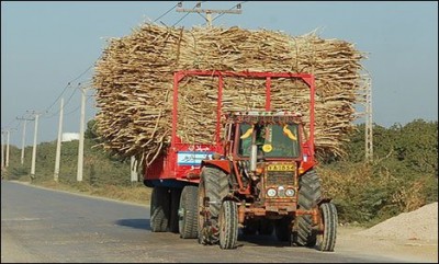 Sugarcane