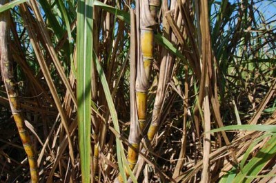 Sugarcane 