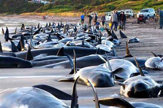 نیوزی لینڈ کے ساحل پر پھنسی 36 وہیل مچھلیاں ہلاک ہو گئیں