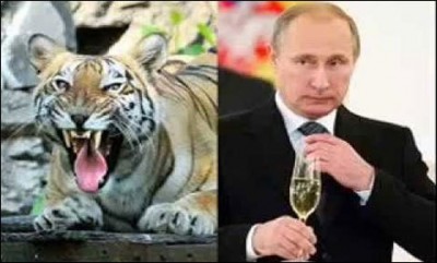 Russian President Siberian Tiger