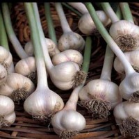 Garlic