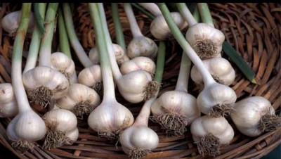 Garlic