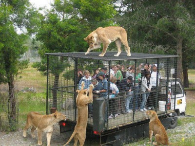 Human in Cage