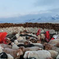 Sheep in Afghanistan