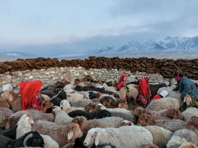  Sheep in Afghanistan