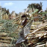 Sugarcane