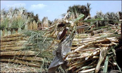 Sugarcane