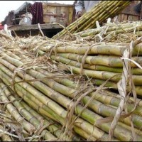 Sugarcane