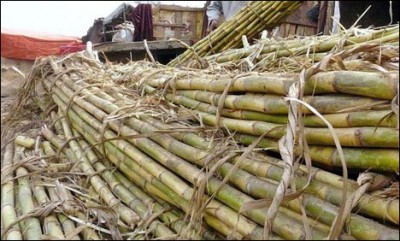 Sugarcane