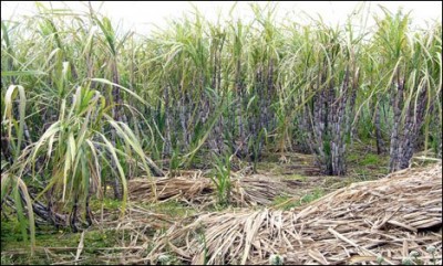 Sugar Cane