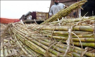 Sugarcane