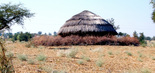 صحرائے تھر میں موت کا رقص