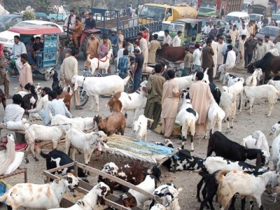 Cattle Markets