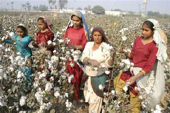 عالمی منڈی میں اضافہ، پاکستان میں روئی کی قیمتوں میں ڈیڑھ سو روپے فی من اضافہ