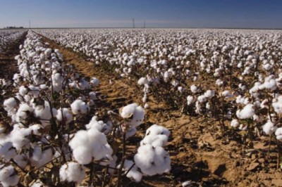 Cotton