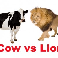 Cow Vs Lion